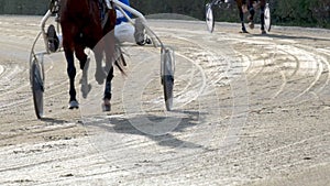 Slow motion, driver on sulky, trotting horse trot before the competition.