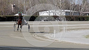 Slow motion, driver on sulky, trotting horse trot before the competition.