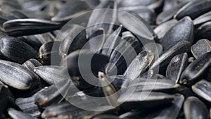 Slow motion dry sunflower seeds falling down at 240 fps. Background from sunflower seeds