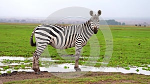 slow motion epic footage of a zebra standing in the green field. portrait of zebra standing in the forest