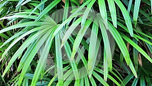 Slow Motion of Exotic fresh green leaves