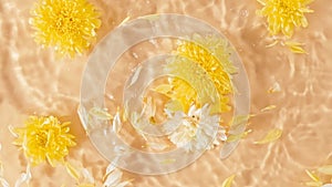 Slow motion of falling chrysanthemum flower on water surface and diverging circles of water on orange background. Water splash