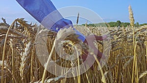 Slow motion. The farmer runs his hand along the ripe ears of wheat.