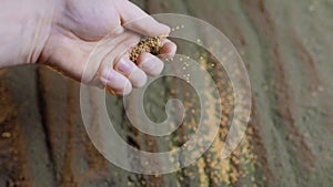 slow motion of the farmer's hand planting seeds in the ground in spring,