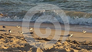 Slow motion fast Sanderling wading bird looking for food shorebird at beach