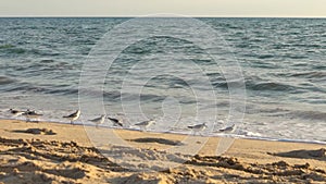 Slow motion fast Sanderling wading bird looking for food shorebird at beach