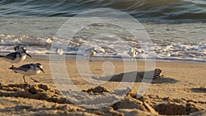 Slow motion fast Sanderling wading bird looking for food shorebird at beach