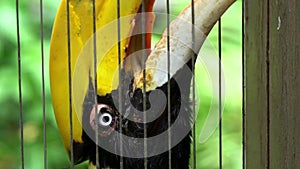 Slow motion female great Indian Hornbill in captivity behind metal bars zoo