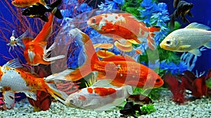 Slow Motion Of Fish Swimming In Freshwater Aquarium