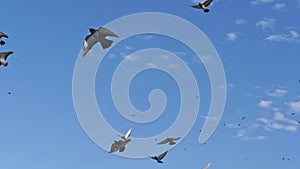 Slow motion of a flock of pigeons flying against the blue sky. View from bottom to top