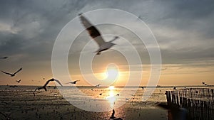 Slow motion of flying silhouetted seagull at sunset on the beach