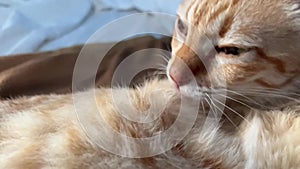 Slow motion footage of adorable ginger cat lying on a bed and licking her fluffy fur with stripes. Rapid video of cute