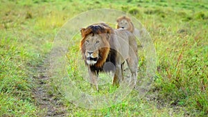 slow motion footage of a adult male lion walking in the wild forest. wild African lion walking in the forest