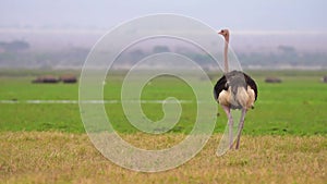 Slow motion footage of a black ostrich walking in the wild forest. ostrich running in the forest