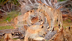 slow motion footage of a cute baby African lion cubs playing together in the wild forest. lion cubs playing in the forest