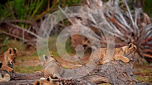 slow motion footage of cute baby lion cubs playing in the wild forest. baby lion cubs video playing together in the forest