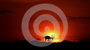 slow motion footage of a deer grazing in the forest during sunset. deer grazing during sunset in the wild forest