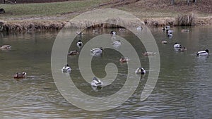 Slow-motion footage of ducks swimming in a serene lake in winter time. Video capturing a group of ducks gliding through waters