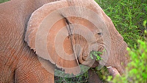 Slow motion footage of a elephant face eating grass in the forest. Wild African face closeup grazing in the wild forest