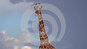slow motion footage of a giraffe face and head closeup in the field. wild giraffe face closeup on blue sky