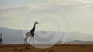 Slow motion footage of a giraffe walking in the wild forest. Wild long feet giraffe walking in the forest