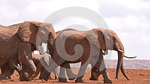 slow motion footage of a herd of mother and baby elephants walking in the wild forest. herd of elephants in the forest