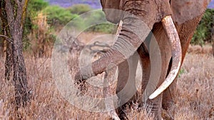 slow motion footage of a ivory tusk wild African elephant trunk in the forest. African elephant trunk closeup