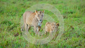 slow motion footage of new born baby lion cub walking with lioness in the forest. newborn baby lion cub with lioness walking