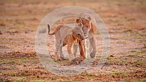 slow motion footage of new born baby lion cub walking with lioness in the forest. newborn baby lion cub with lioness walking