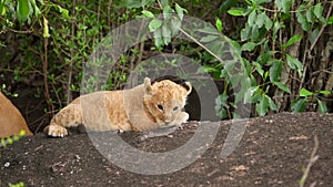 slow motion footage of a new born cute baby lion cub playing with lioness in the forest. cute new born lion cub with lioness