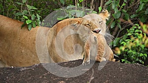 slow motion footage of a new born cute baby lion cub playing with lioness in the forest. cute new born lion cub with lioness