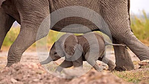 slow motion footage of a newborn baby elephant calf walking with mother elephant in the forest. cute elephant calf video walking