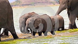 slow motion footage of two cute baby elephant calves walking with mother elephant in the wild forest