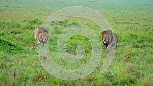 slow motion footage of two wild African lions walking in the forest. African lions group walking in the wild forest