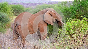 Slow motion footage of a wild African elephant grazing in the forest. elephant portrait eating grass in the wild forest