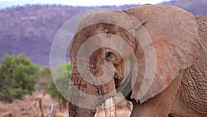 slow motion footage of a wild African elephant walking in the wild forest. African elephant face closeup walking in the forest