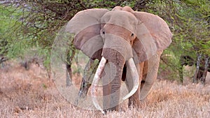 Slow motIon footage of a wild African elephant walking in the wild forest. Ivory tusk elephant portrait walking in the forest