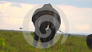 slow motion footage of a wild African elephant walking in the wild forest. Portrait of a wild elephant walking in the forest