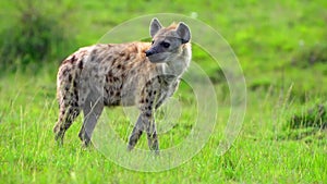 slow motion footage of a wild African hyena walking in the forest. Wild hyena portrait walking in the forest