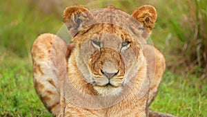 slow motion footage of a wild African lioness resting on grass in the wild forest. wild lioness face closeup in the forest