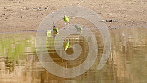 slow motion front view of a budgie flock drinking at redbank waterhole