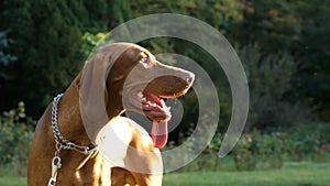 Slow motion of funny dog playing in the park