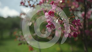 Slow motion gimbal shot of pink apple tree blossom in late sprink or early summer