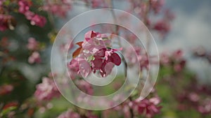 Slow motion gimbal shot of pink apple tree blossom in late sprink or early summer