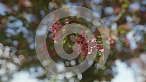 Slow motion gimbal shot of red apple tree blossom in late sprink or early summer