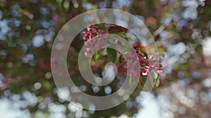 Slow motion gimbal shot of red apple tree blossom in late sprink or early summer