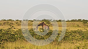 Slow Motion of Giraffe Eating and Feeding on Bushes and Shrubs in Africa, Maasai Mara African Wildli