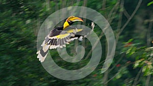 Slow motion of the great hornbills flying