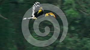 Slow motion of the great hornbills flying