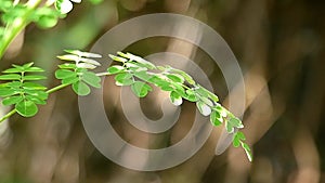 Slow motion of green leaves moving in the wind